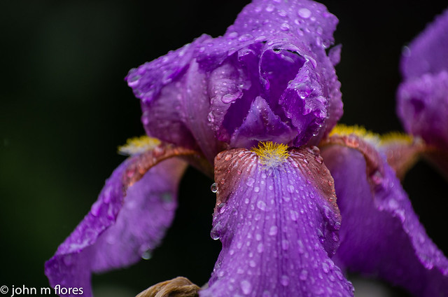 Flowers + Rainy Day = Rainy Day Flower Photos