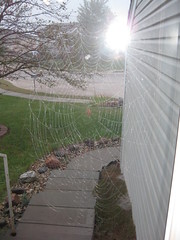 Spider at the Front Door - September 19, 2010