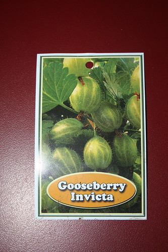 2013-08-06 - Farmlet - 18 - Gooseberry Invicta - label front