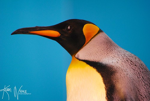 I'm Speaking Plain Penguin by KerriNikolePhotography
