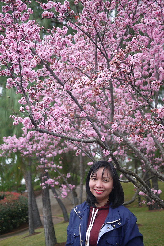 Cherry Blossoms Festival 2013