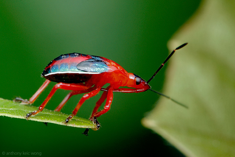 Stink bug nymph, Pentatomidae