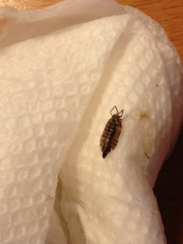shell is this a bed bug bed bug shell is this a bed bug facebook ...