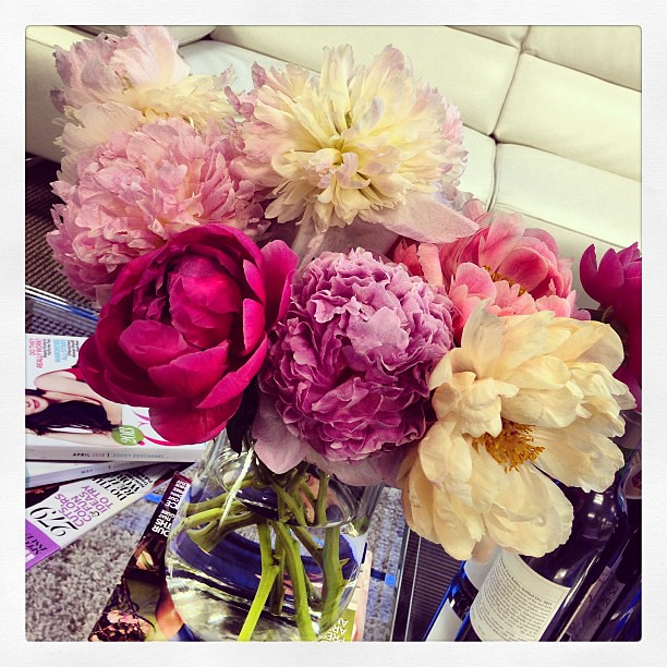 Why are #peonies so amazing? #flowers #spring #pretty #pink #nature #instagood #igdaily #beauty #flora