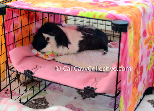 Guinea pig Revy sleeping in C and C bunk bed cage accessory