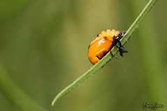 Joaninhas (Ladybug)