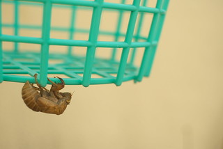 Some cast-off shell of cicada.