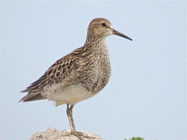 Pectoral Sandpiper at Gridley Wastewater Treatment Ponds in McLean County, IL 04