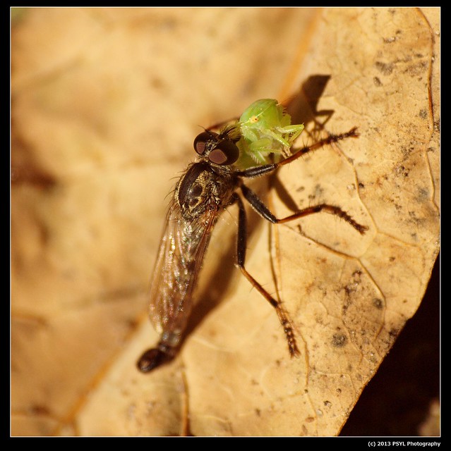 Robber fly with Leafhopper prey