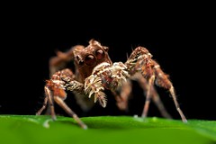 Arachnids (Indonesia)