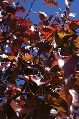 			Klaus Naujok posted a photo:	Not sure what type of tree. They are planted by the city along our main roads. Nice red leaves and some type of fruit.
