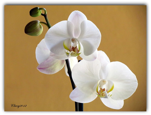 Jueves de Orquideas (Thursday Orchids)