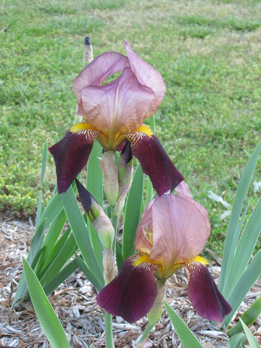 iris.blooming.black