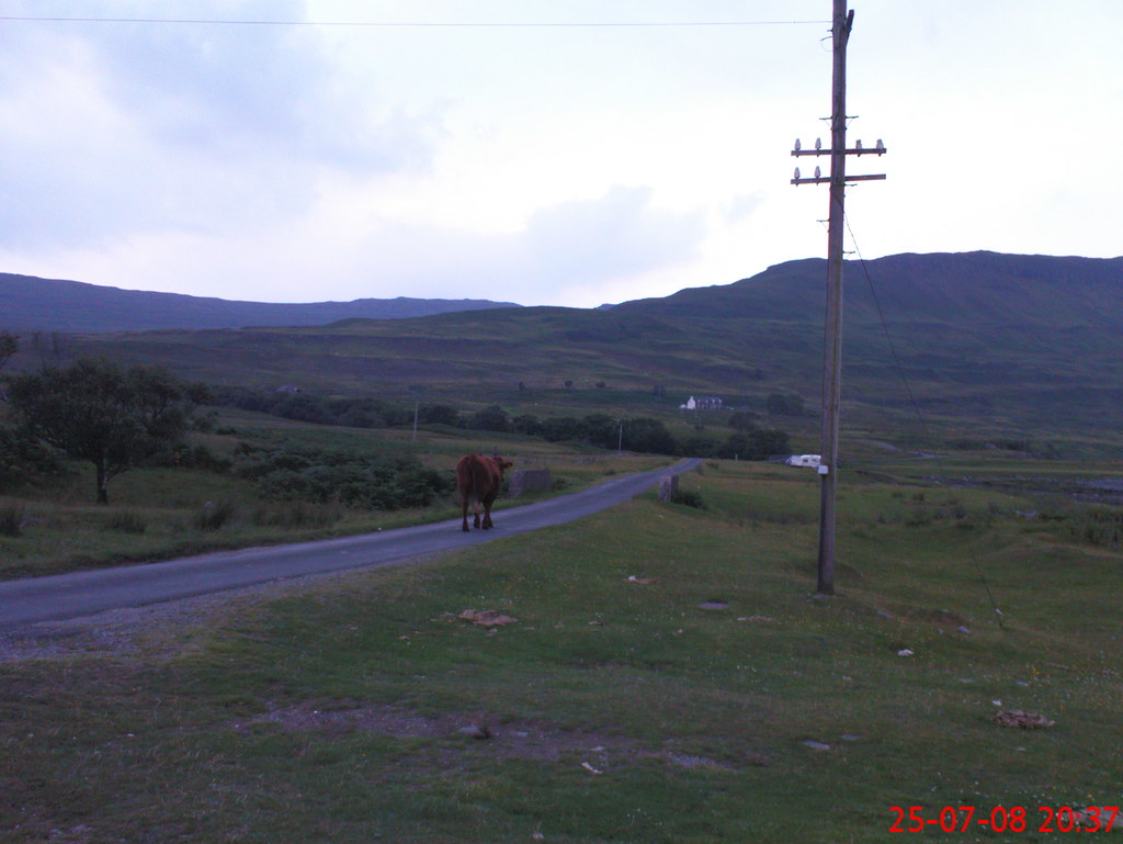 Cow on the road Mull