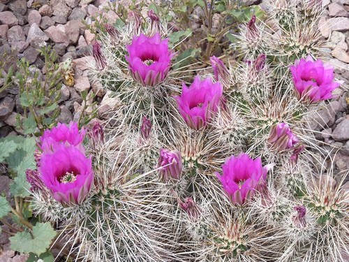 Cacti - Hedgehog in bloom - Arizona
