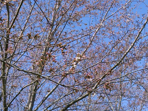 筑波大学北エリアの桜