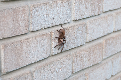 Tarantula  April 2 2012 a_7398 by 2HPix.com - Henry Huey
