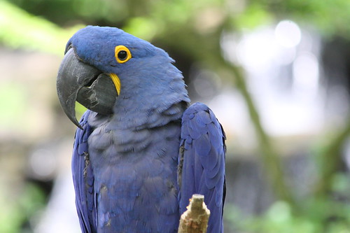 Blue Hyacinth Macaw - Nashville Zoo