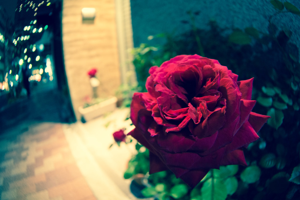 赤い薔薇 2013/05/21 OMD11513