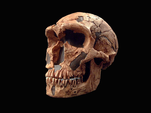 Hominid_Skull_Set_Homo_Neanderthalensis_LaFerrassie_1_002.jpg