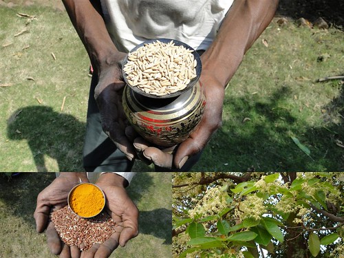 Medicinal Rice Formulations for Diabetes Complications and Heart Diseases (TH Group-48) from Pankaj Oudhia’s Medicinal Plant Database by Pankaj Oudhia