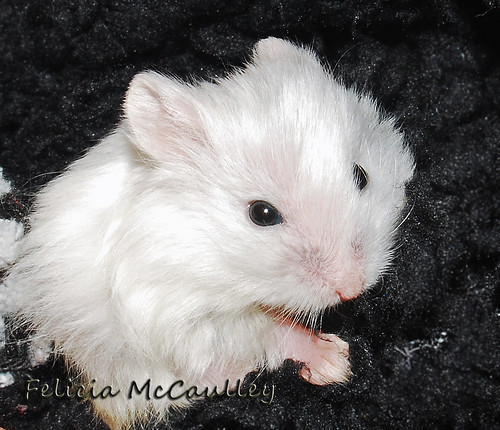 black eyed lilac campbell's dwarf hamster by Felicia McCaulley