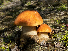 Mushrooms, Fungi, Lichen