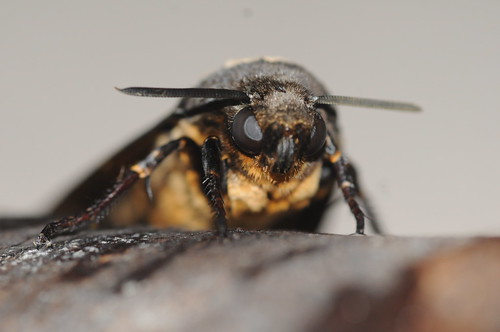 1973 Death's-head Hawk-moth Acherontia atropos