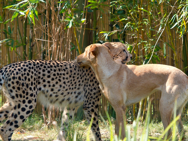 Cheetah Kasi and Labrador Mtani