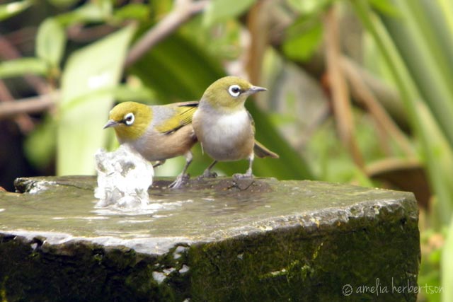 Silvereye birds taking a bath