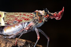 Hemiptera (Costa Rica)