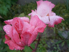 Le jardin des roses