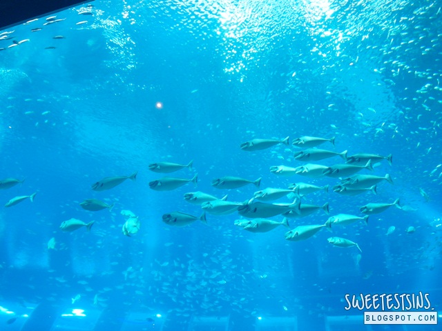 sea aquarium marine life park resort world sentosa singapore (61)