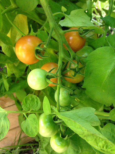 Any's Apricot tomatoes