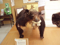 知床自然中心內的活動布置－以熊的標本介紹棕熊習性