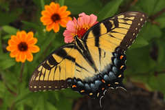 Butterfly class - butterflies on nectar plants