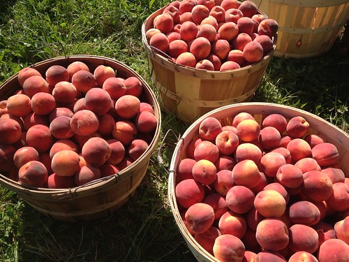 Peaches - Two Century Farms
