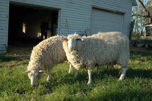 rescued sheep
