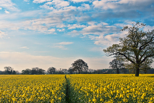 無料写真素材|自然風景|田園・農場|菜の花・アブラナ|風景イギリス
