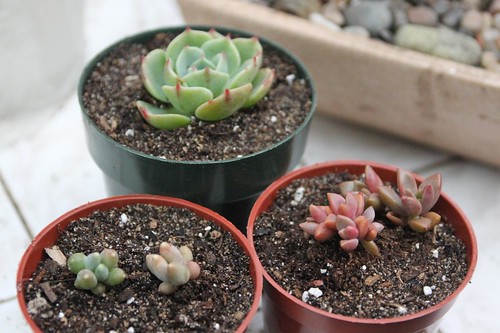 Succulents Potted Up