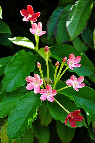 The brilliant, fragrant flowers of sprawling Rangoon Creeper