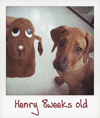 Henry 8weeks old