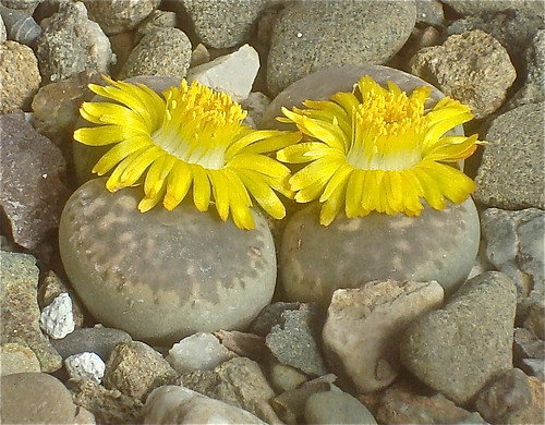 Lithops hermetica by cactusjohn