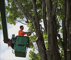 Tree Cutting, Lawns & Concrete 2015