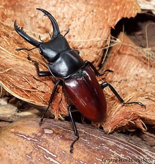 Stag Beetles of Thailand (Lucanidae}