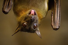 fruit bats! frightening but fascinating 