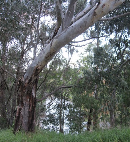 Banks of the Yarra off Trenerry Crescent 52/20/3 by Collingwood Historical Society