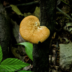 2012 Mushrooms