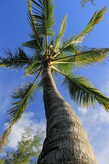 Ile Maurice - Blue Bay / Ile des deux cocos