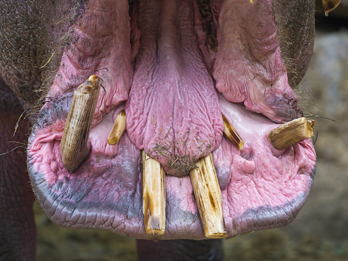 The mouth of an hippopotamus by Tambako the Jaguar